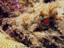 It seem like scorpionfishes are in.  This one took the re... by Juan Torres 